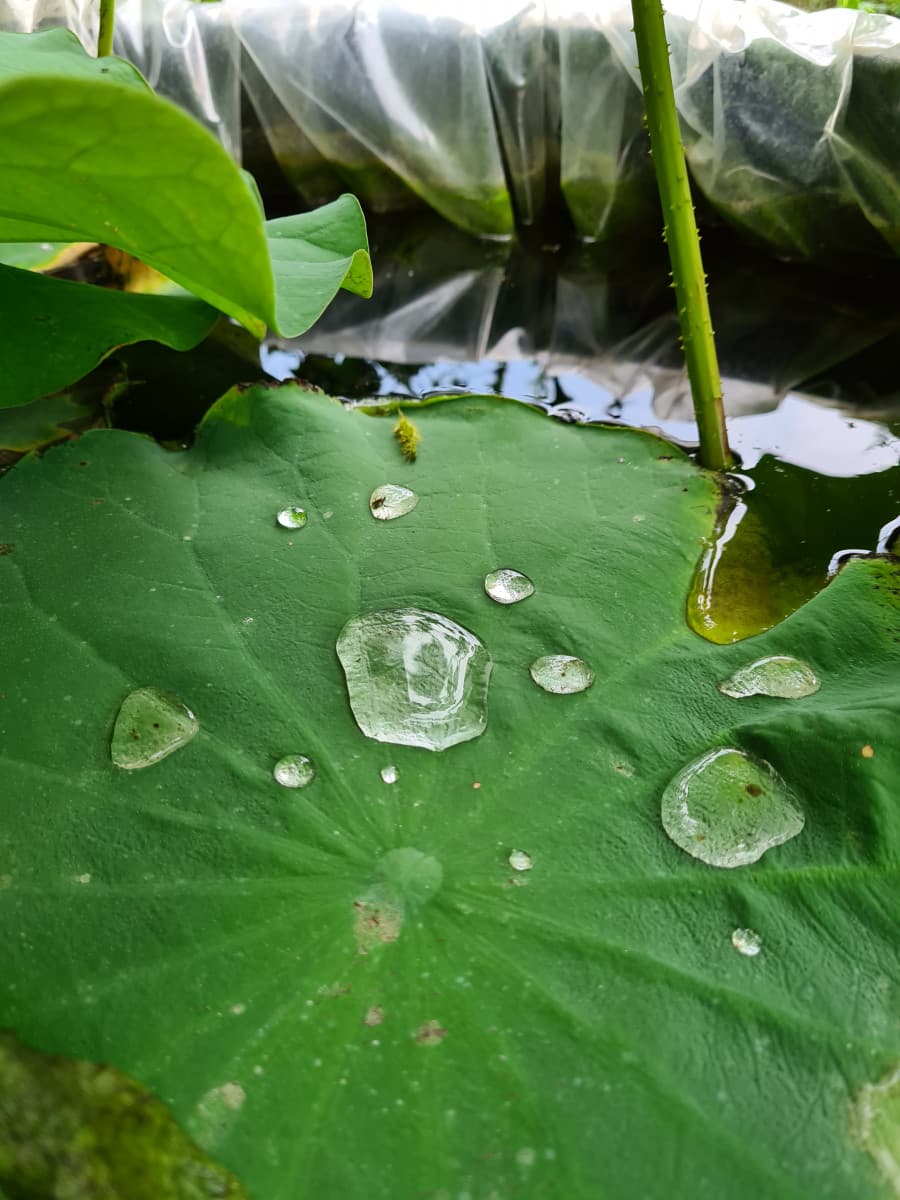 Le foglie di loto sono idrorepellenti ??
