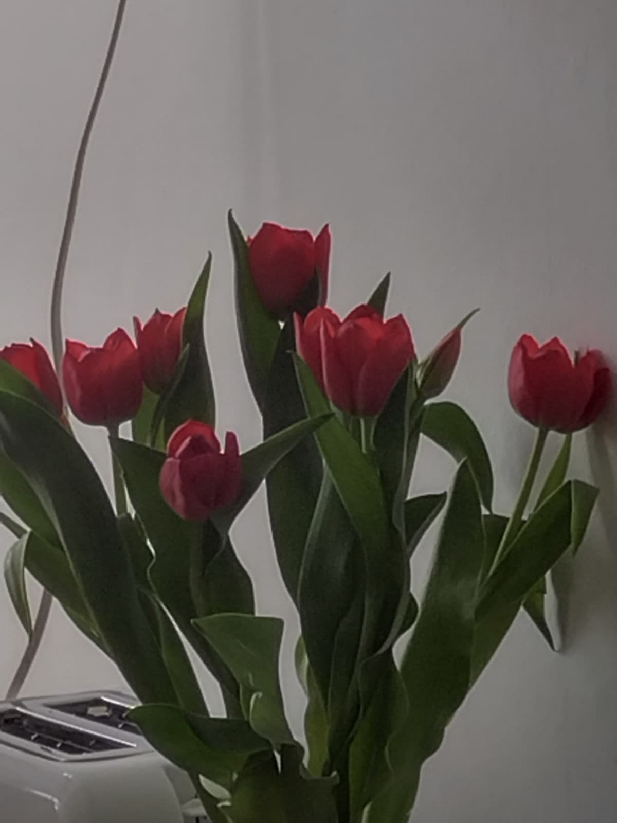 “questi sono les tulipes dell'amore, appena li tocchi ti spezzo le dita.” 