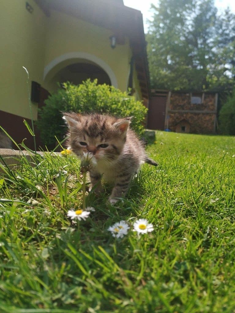 touching grass 