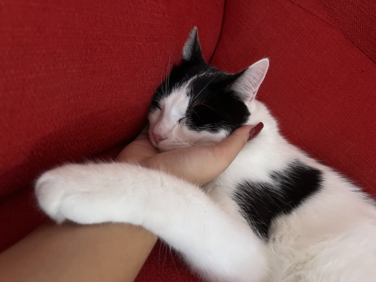 il topino dorme sulla mia mano 