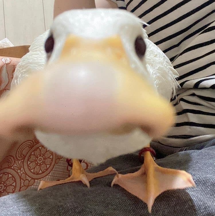 Helo quackmici