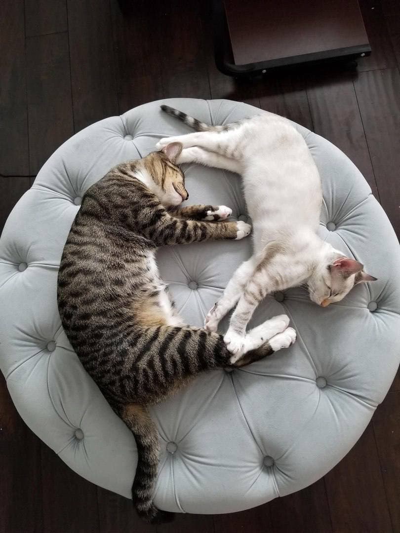 Yin-yang 