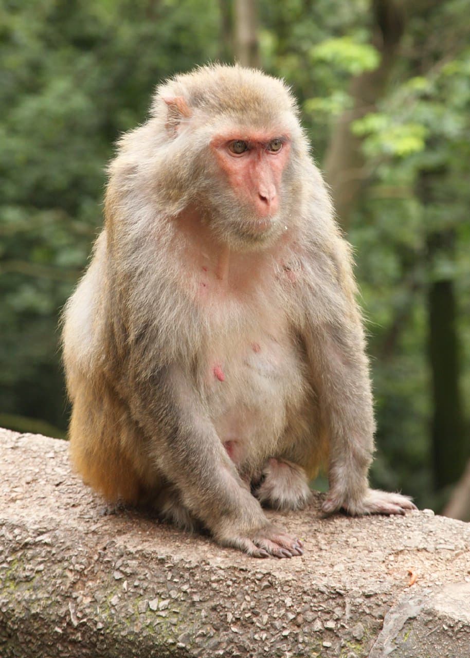 #simie #macaco bene, è la prima rubrica che faccio, quindi boh se volete darmi qualche consiglio per migliorare fate pure, comunque penso che posterò una volta a settimana, e metterò sempre il tag degli shouts