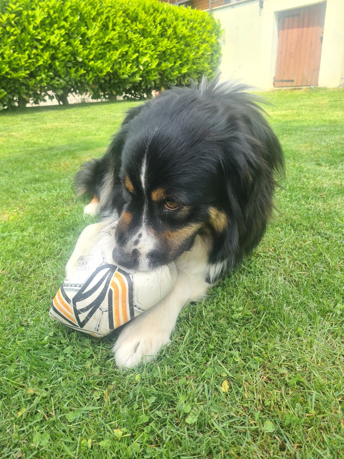 sta bastarda ha appena bucato l'unico pallone sano che avevo in casa