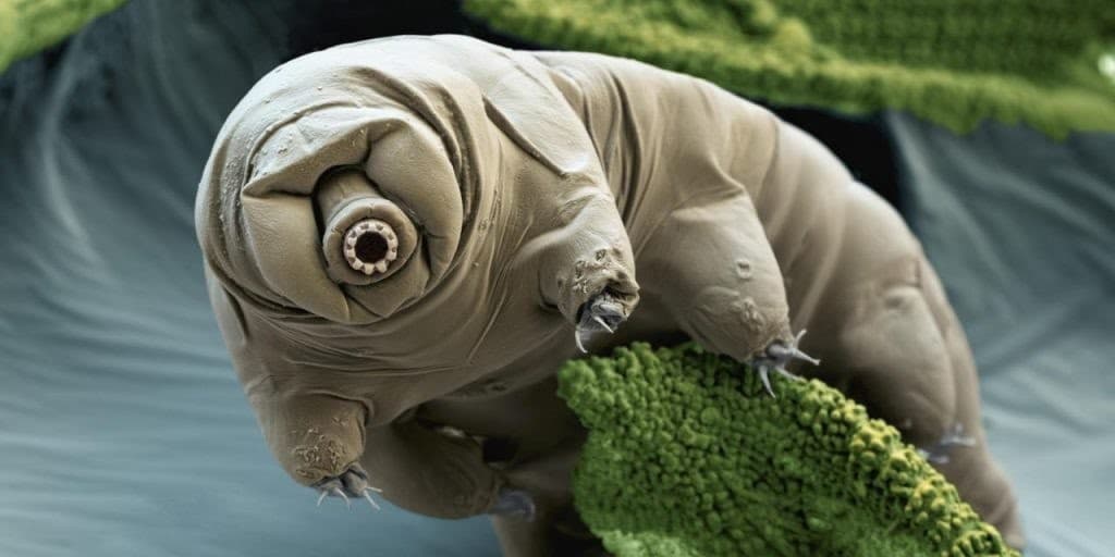 questo minuscolo  tardigrado (qui è ingrandito) è immortale 