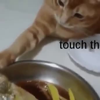 Touch tha fishy