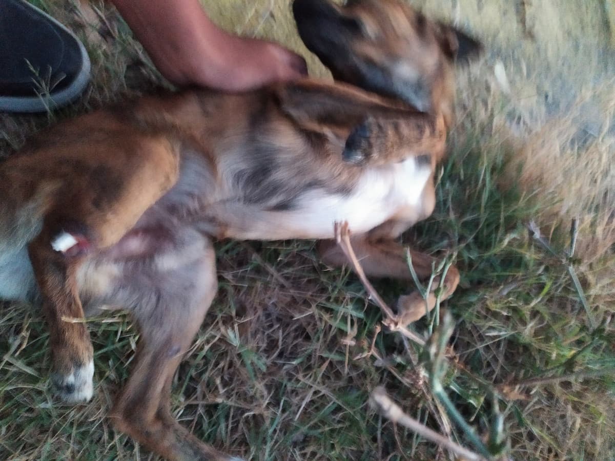 Ho trovato questo poverino sul ciglio della strada in campagna. Ha un ossa rotto di fuori. Cosa posso fare non voglio lasciarlo qui