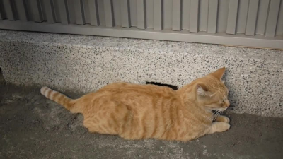 Catto automatico