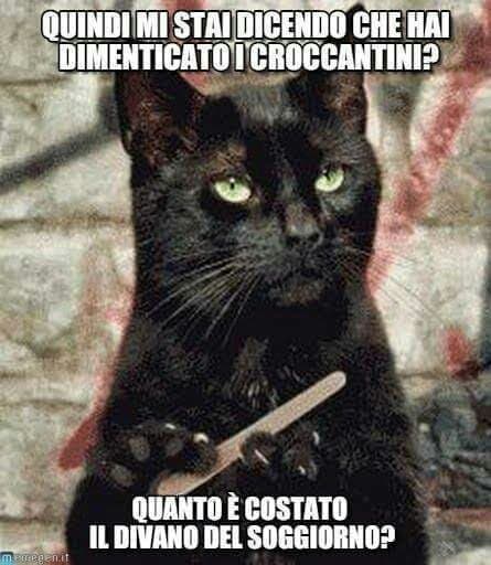 Mai dimenticare il croccantini se hai un gatto