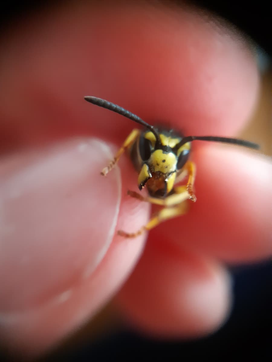 Nuovo animale domestico ??