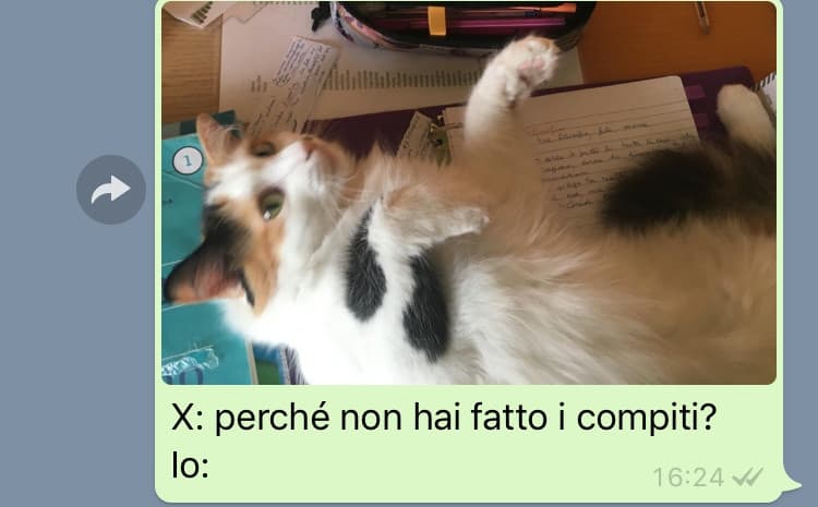 “Il gatto era sui libri” is the new “il cane mi ha mangiato i compiti” 