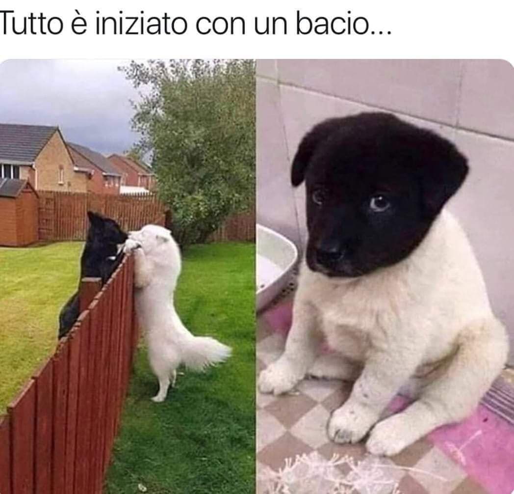 Quando si dice che “l’amore non conosce razze”???