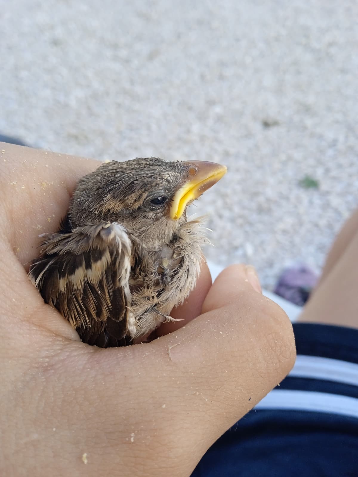 stavo dormendo sull'amaca in giardino e mi è caduto sto tipo addosso 