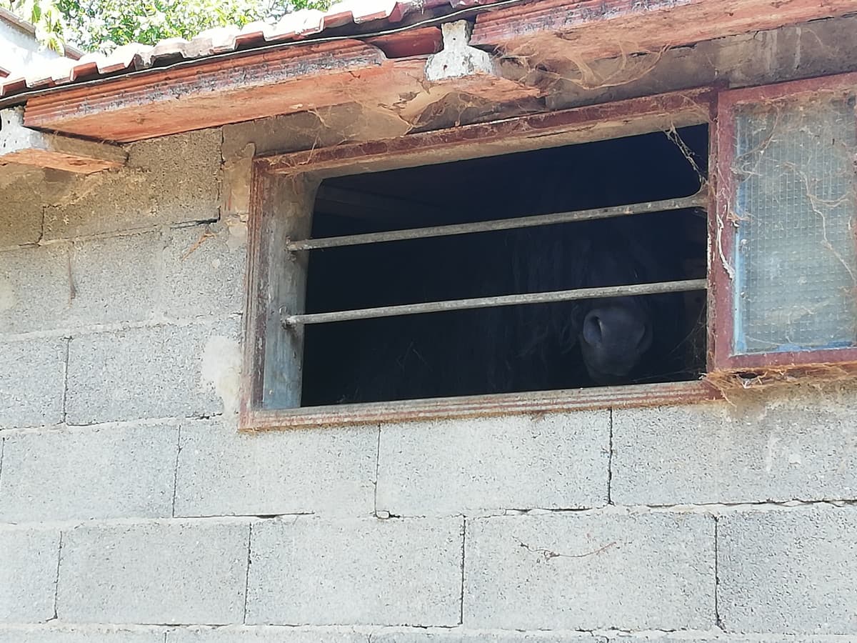 Cavallo spia da domenica in tutte le stalle ??