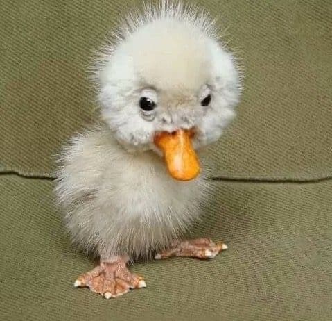 Quack 