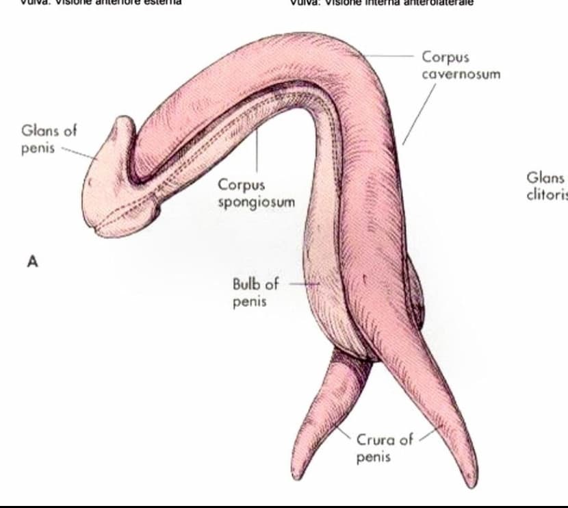 vi prego quant'è carino il clitoride🥺