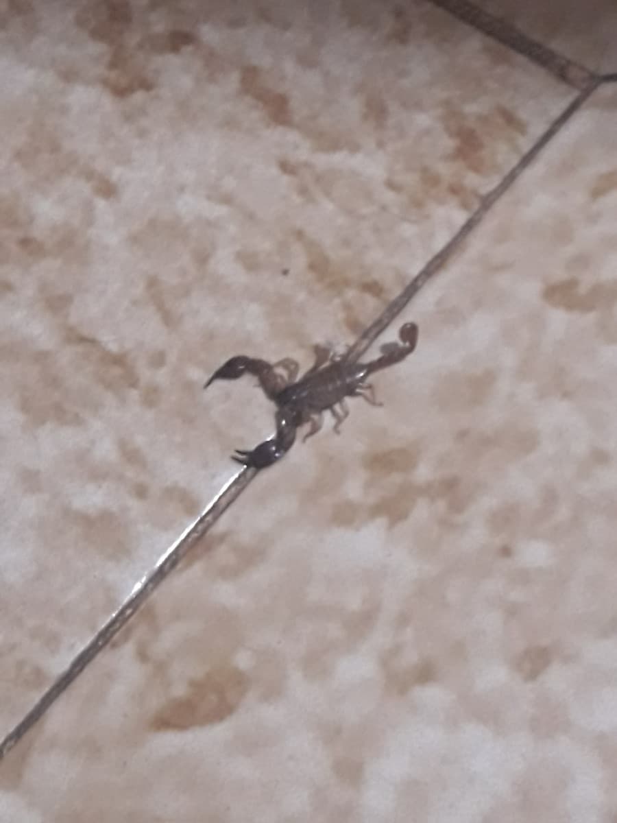 Scorpione nella mia cucina 
