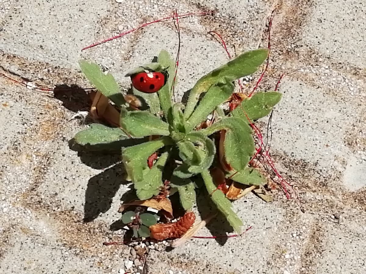 Spero che questa bellissima coccinella possa portarmi un po' di fortuna ?