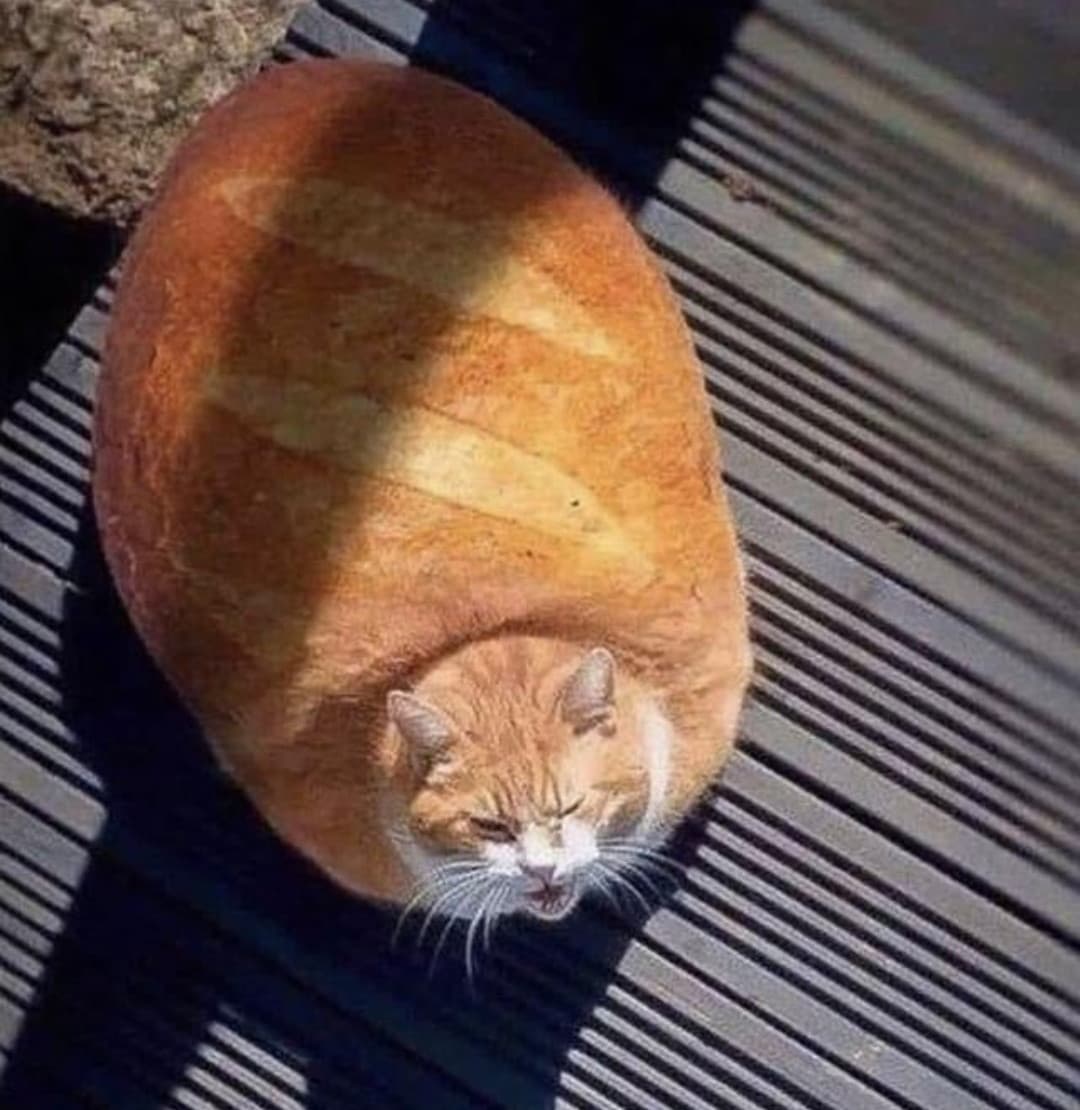 È un fottuto pezzo di pane