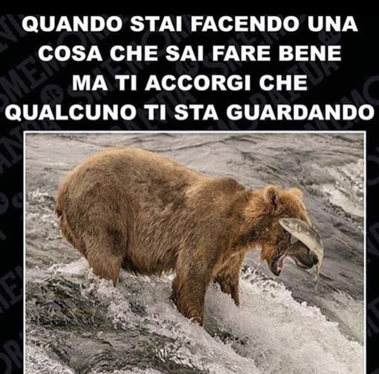 Quanta veritá in questo meme...