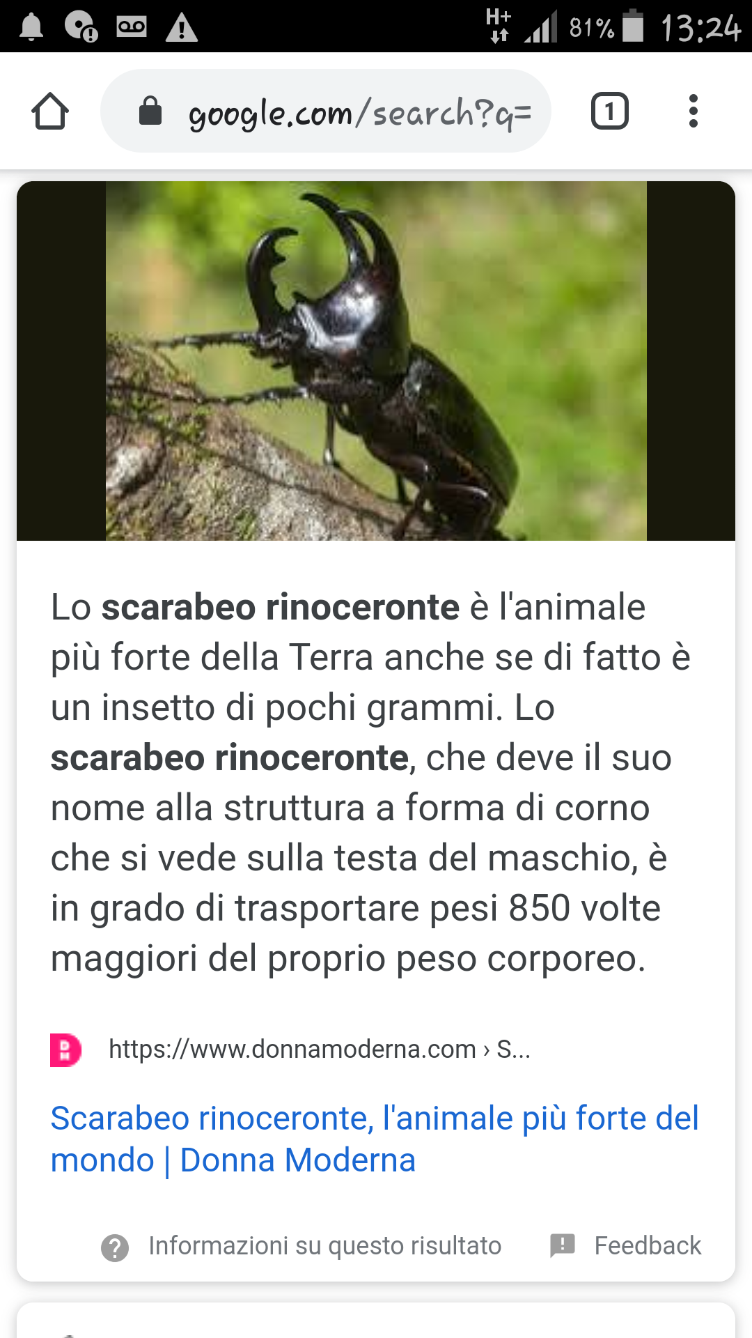 Scarabeo Rinoceronte 