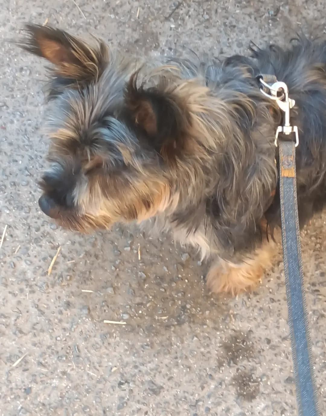 è da 35 minuti che il mio cane è fermo qua a guardare un quartiere e non vuole camminare. Ma dico TI INTERESSA COSÌ TANTO? 