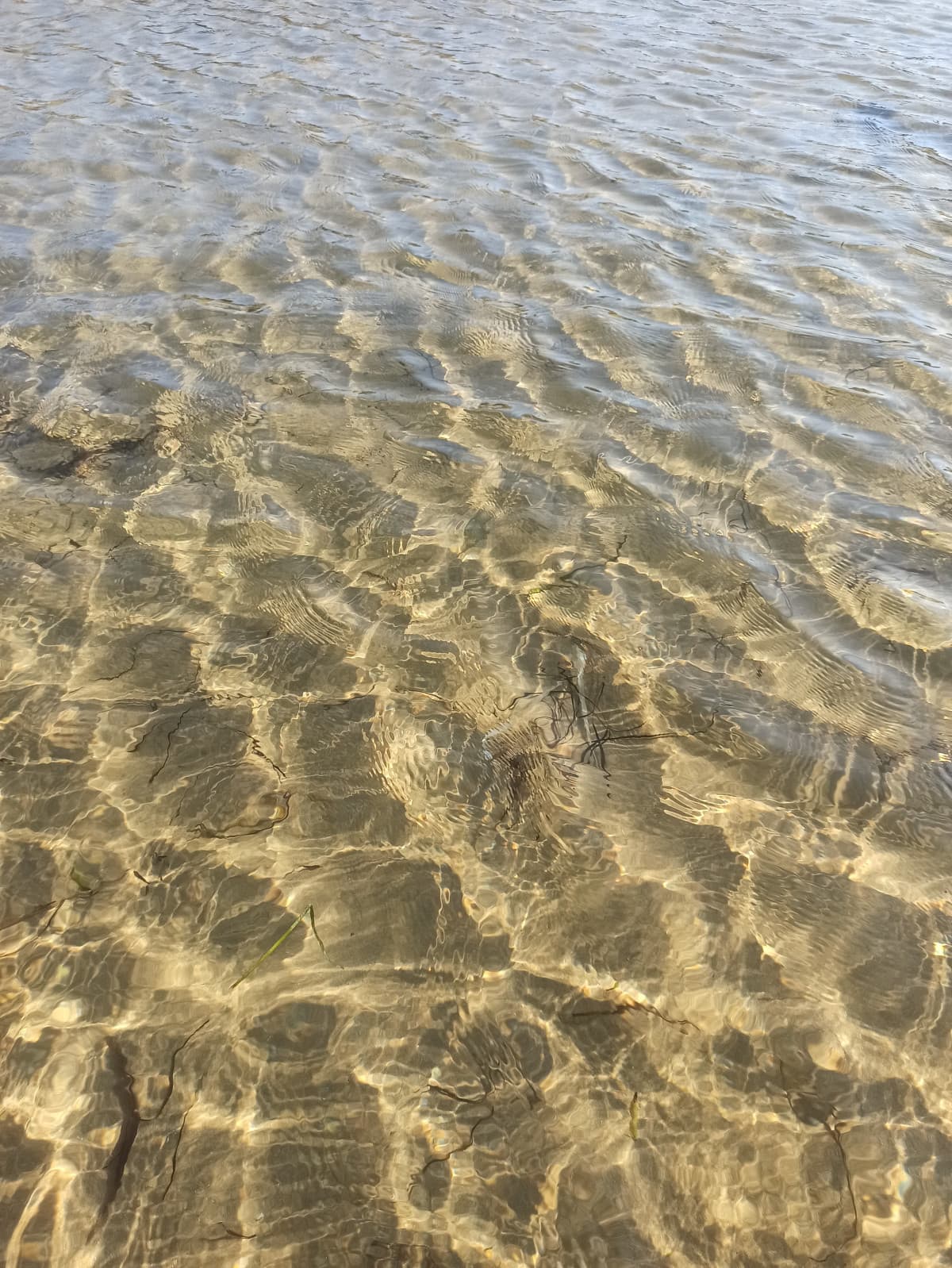 L'acqua è un brodo