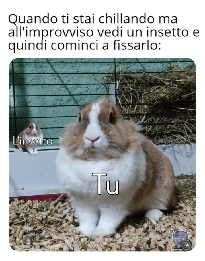 Beh devo ringraziare @young_darkk per le immagini e Milù per essere un meme vivente