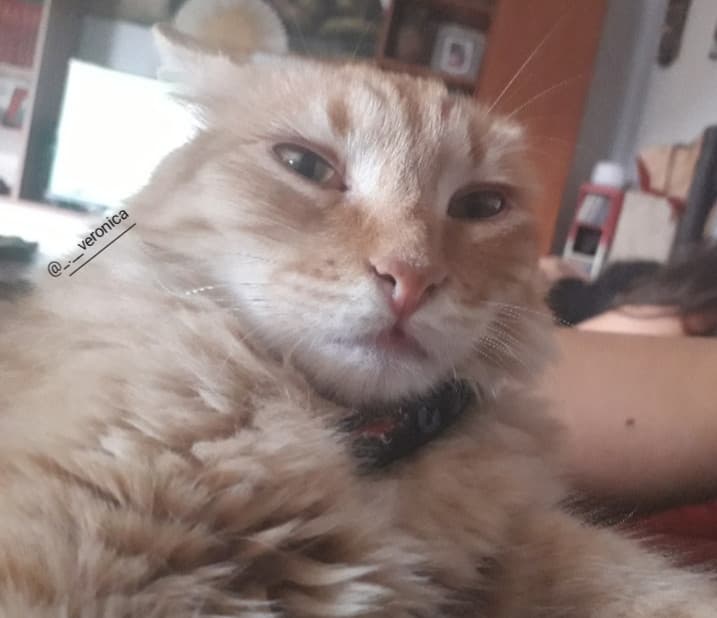 È il mio gatto, fategli dei meme e taggatemi qui.