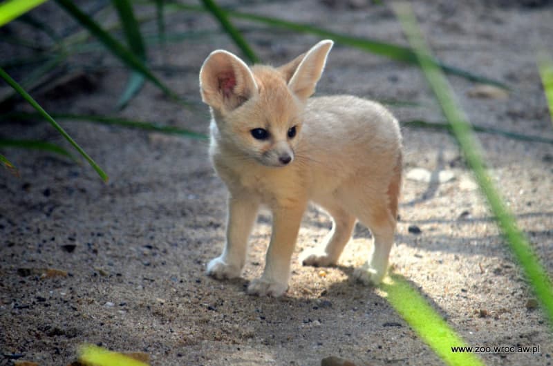 Fennec