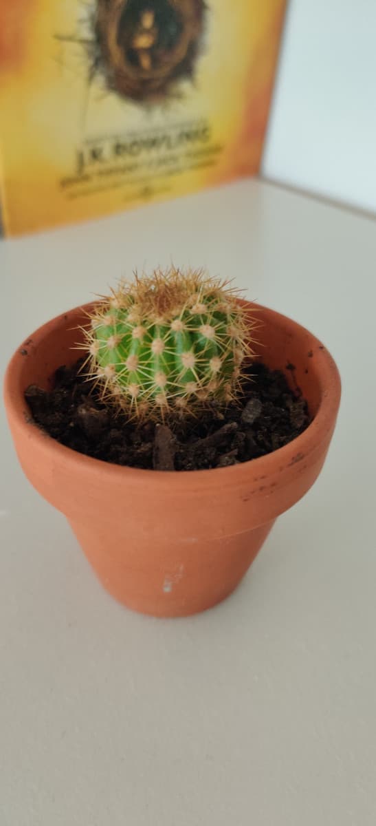Guardate che carino il mio mini cactus