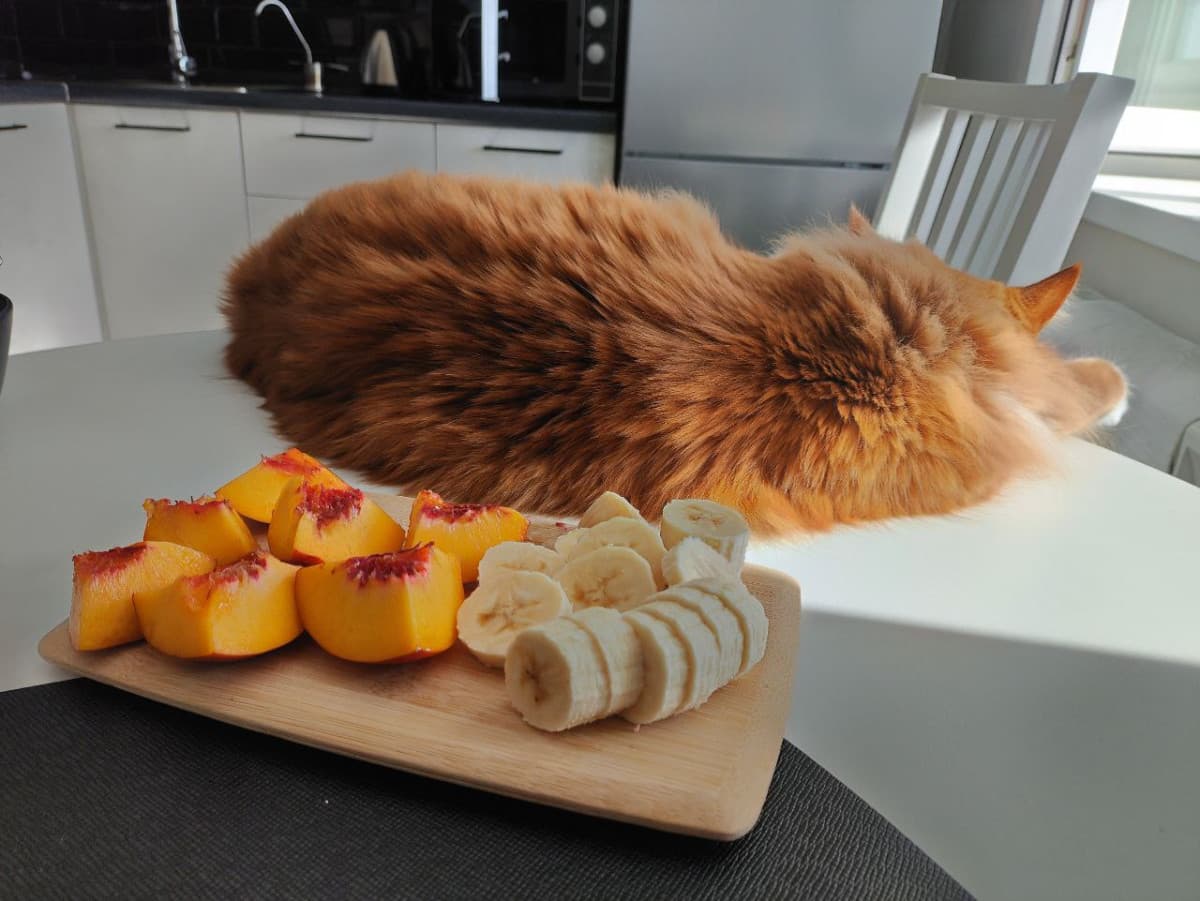 Colazione con frutta e gattopagnotta per iniziare bene la giornata 