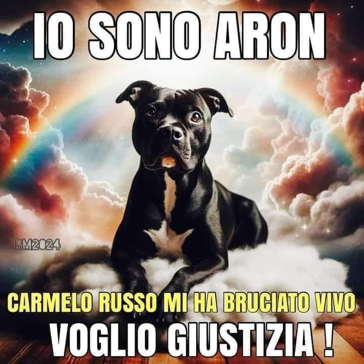 In Italia la pena massima per chi uccide animali è di soli 18 mesi mentre chi usa il “pezzotto” per vedere le partite rischia fino a 8 anni.