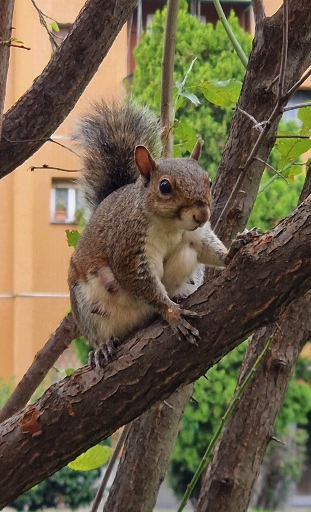 Scoiattola tettona 