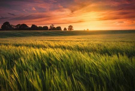 Amo i campi di grano al tramonto