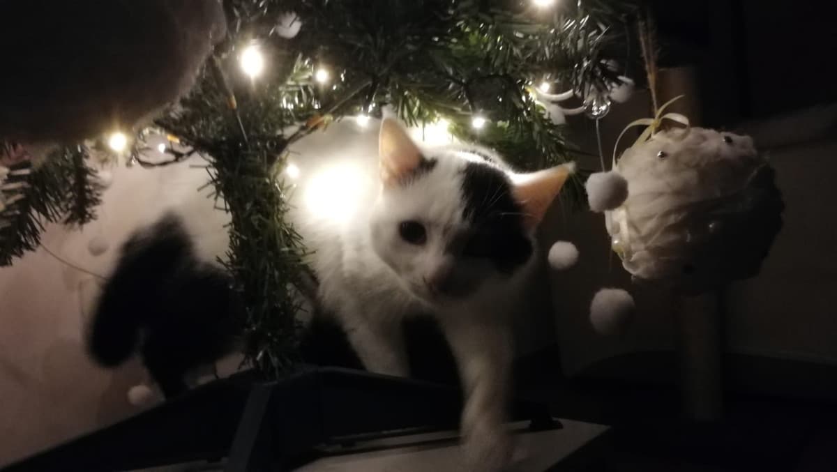 My cat under the tree