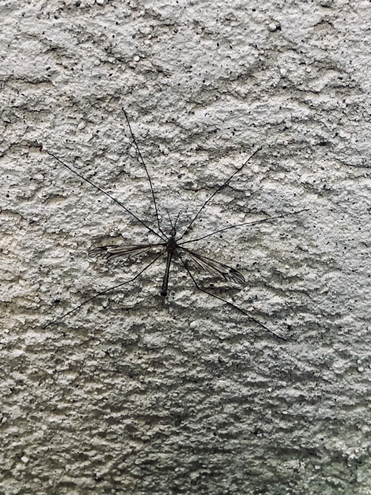 Questa “zanzara” è un alien ?