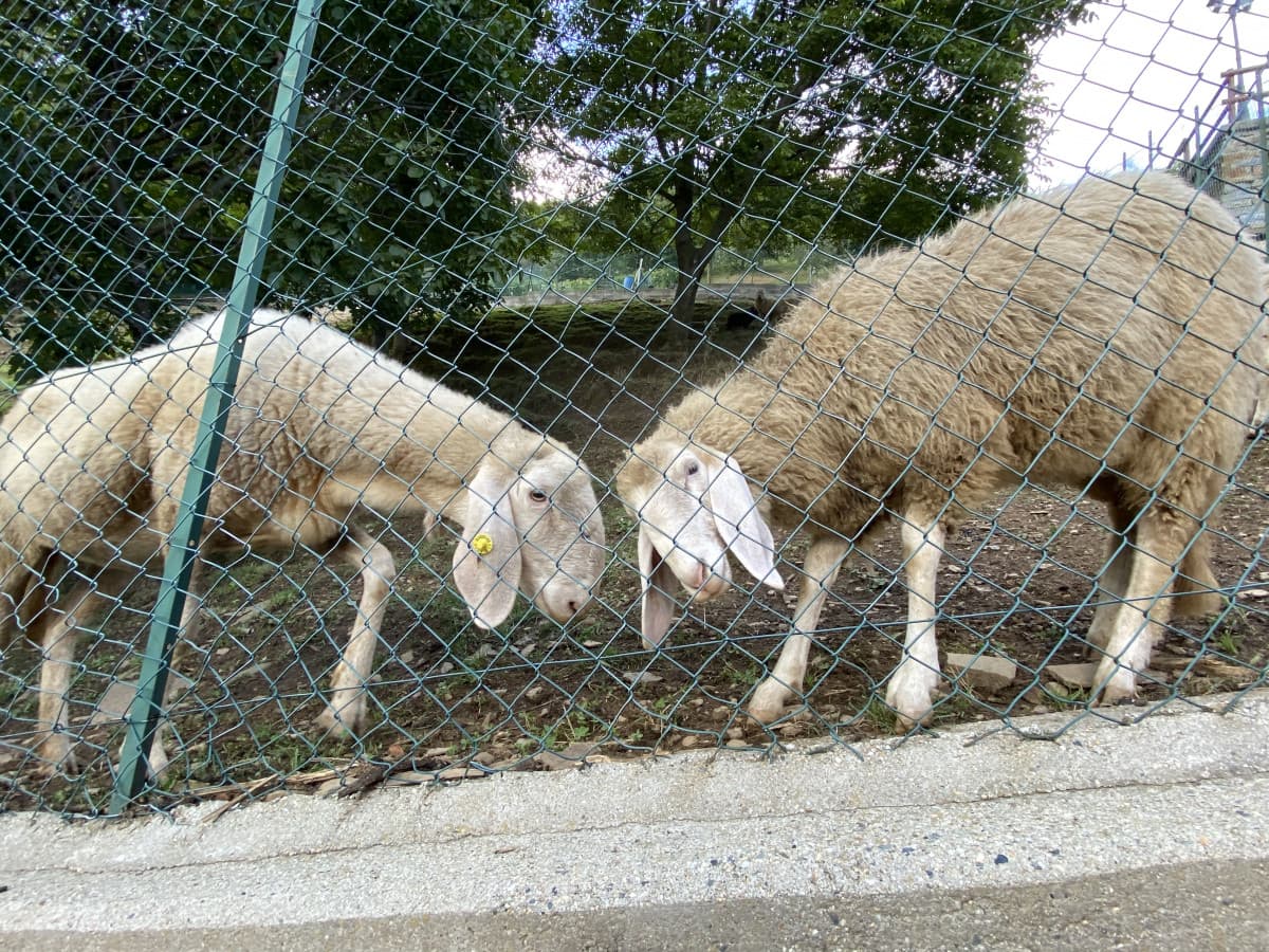 Io continuo a pensare che siano meglio gli animali delle persone, esprimono tanto amore anche se non lo ricevono...