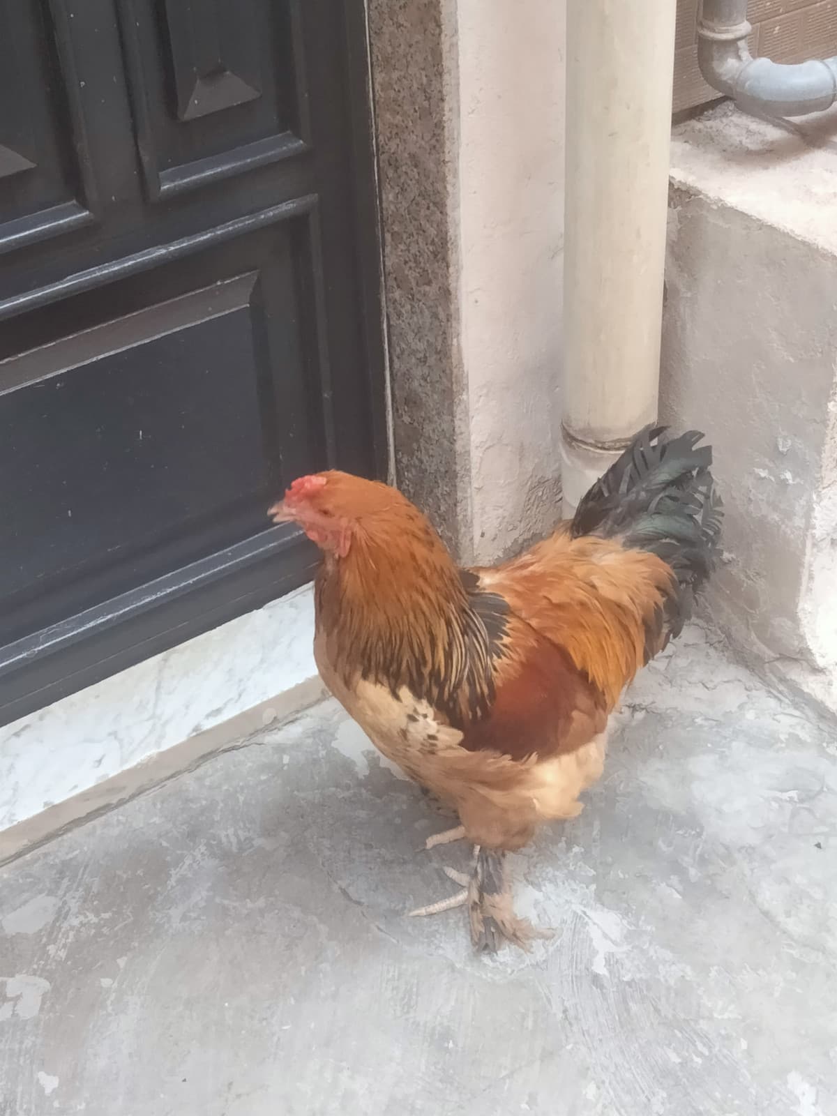 Il gallo