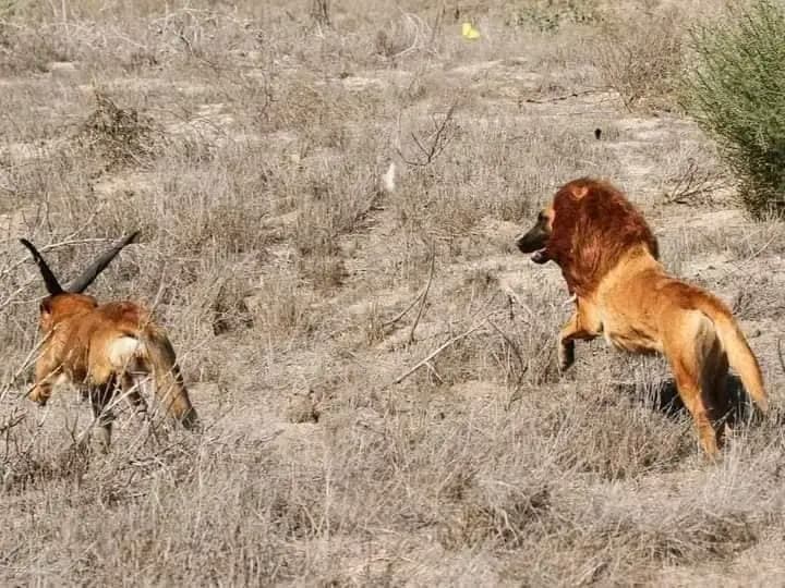 sono in Kenya, ho visto un leone attaccare un alce