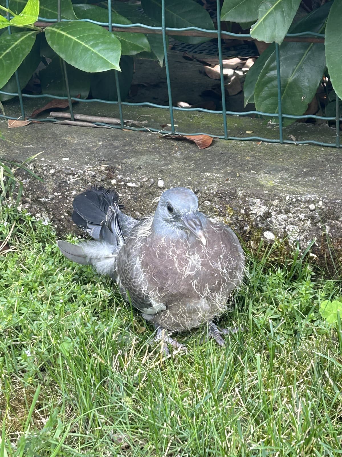 Questo piccione è rimasto fermo nel mio giardino per ore, credo fosse stato ferito, poi ha preso il volo