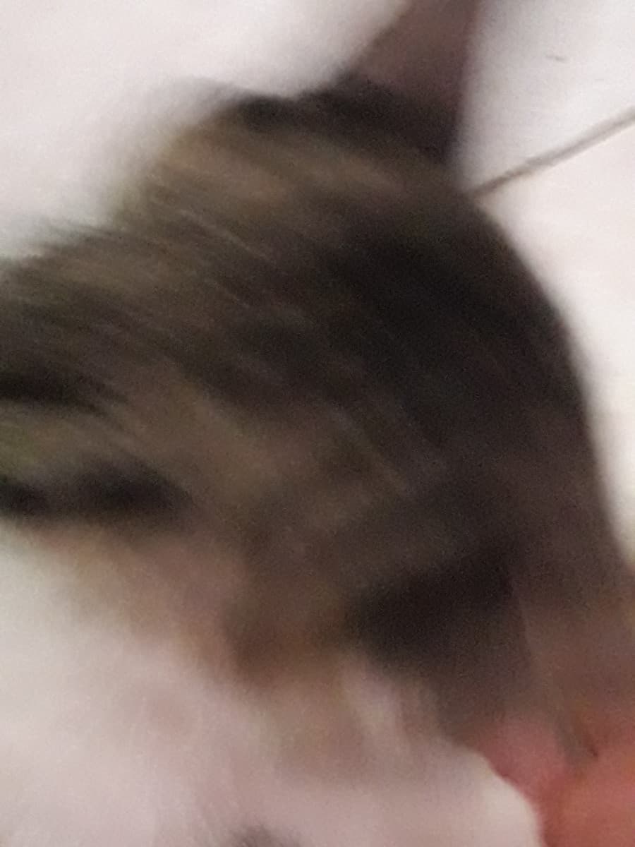 volevo fare una foto carina al gatto ma non sta fermo un attimo