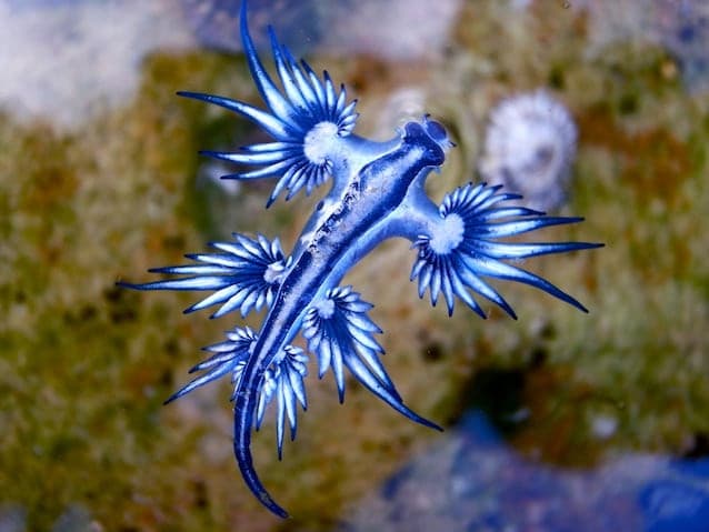 Glaucus atlanticus