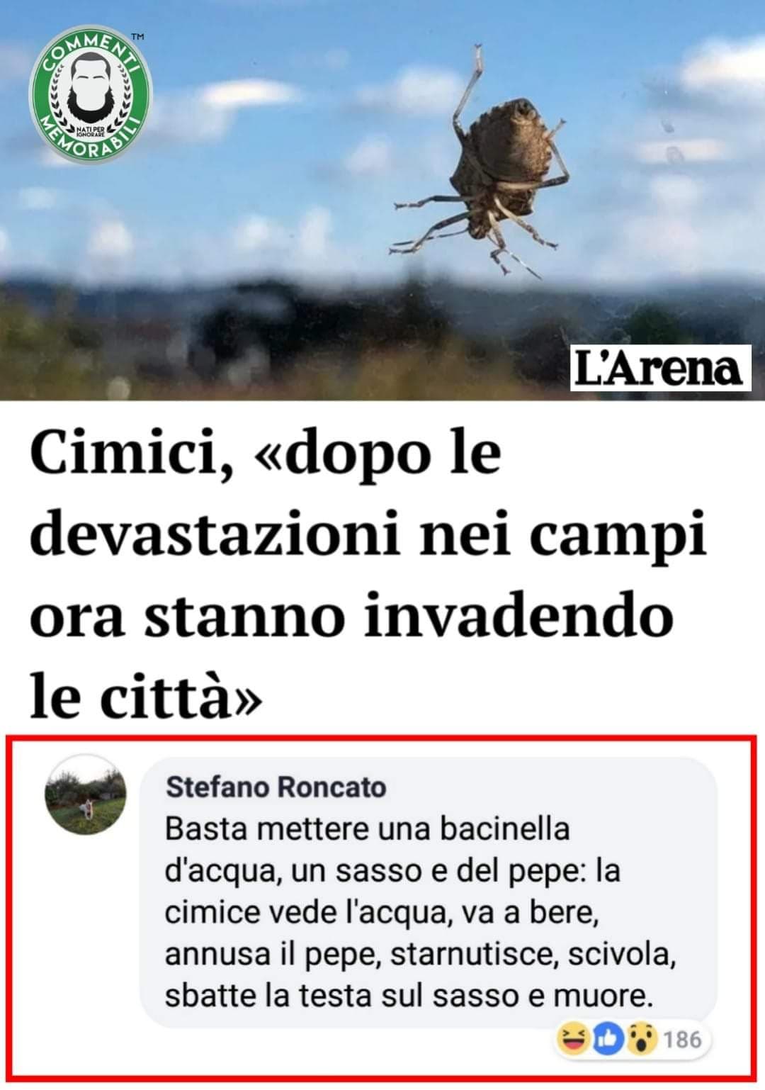 Maledette cimici?