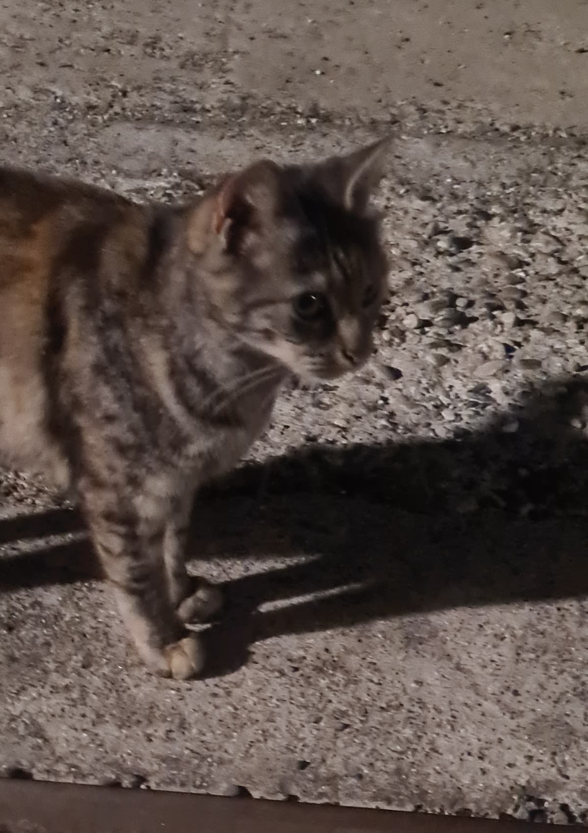 oggi ho trovato un gattino 