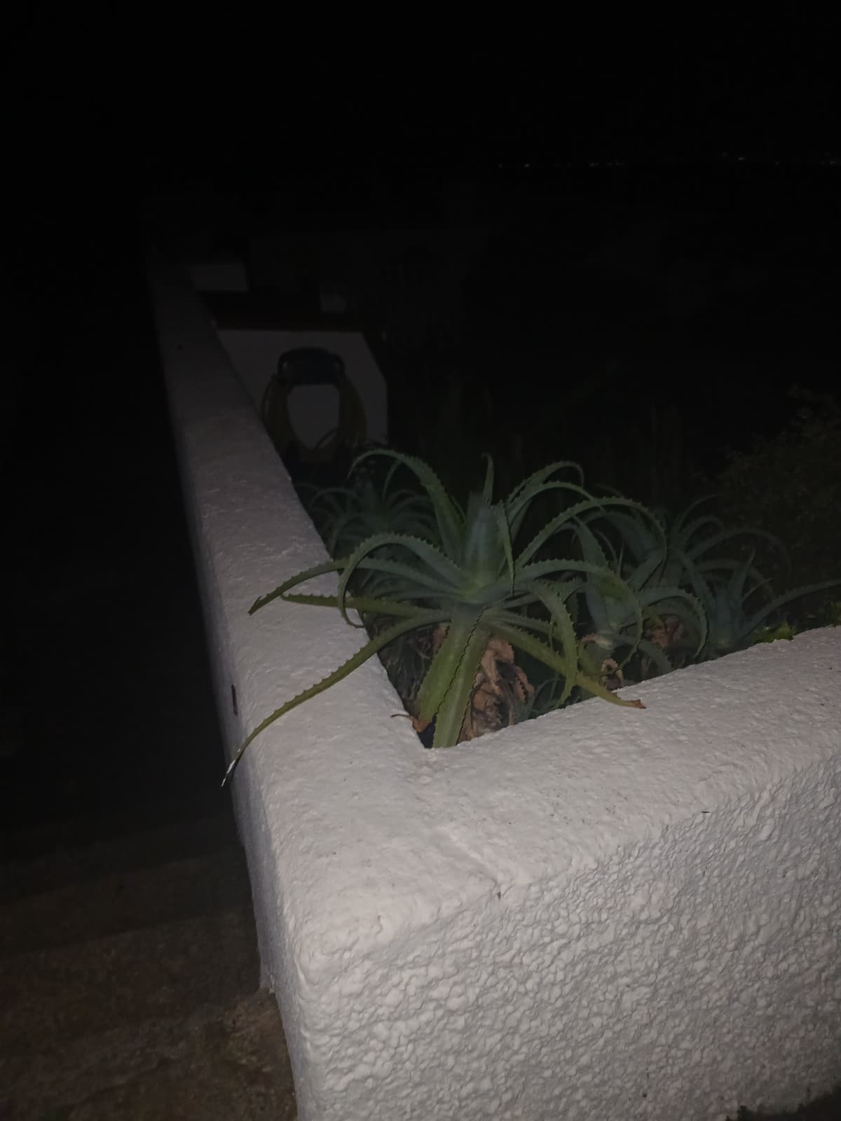 Questo cactus mi sapeva molto di henta