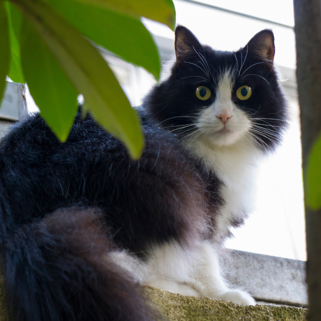 vi presento l'amante della mia gatta, è letteralmente scappato mentre stavo entrando in casa