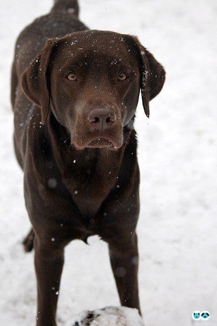 ho trovato la foto originale del cane che viene usato come sfondo di testo su insegreto 