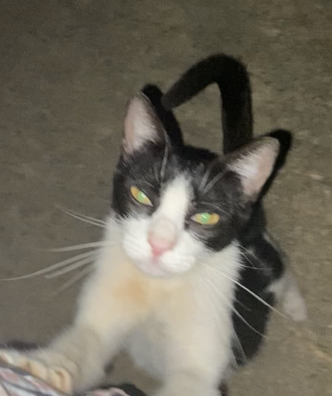 Io ci provo ad ignorarlo, ma ‘sto gatto mi segue ovunque. Lo limonerei. È lo stesso che mi seguiva l’altra volta mentre camminavo a caso in una strada isolata. Ci vediamo quando sarò al pronto soccorso con 4 malattie rare?.