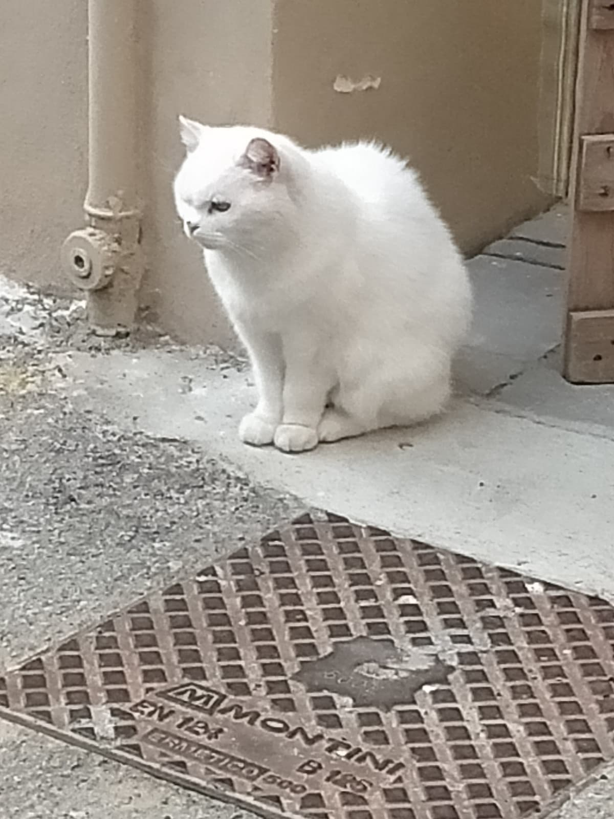 un gatto arrabbiato